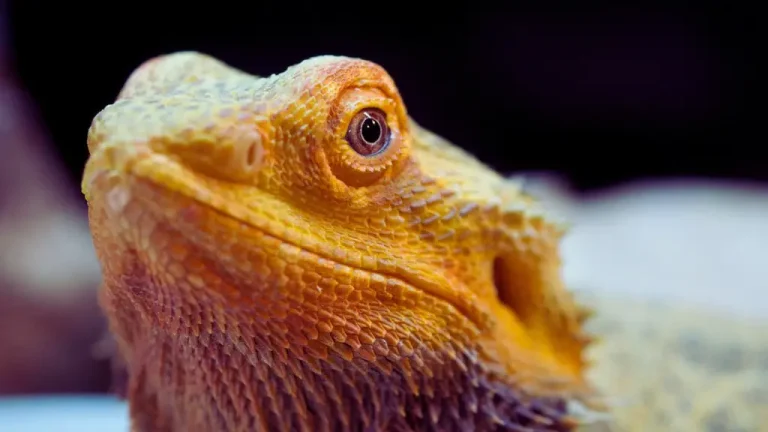 What are some fun facts about Bearded Dragons?
