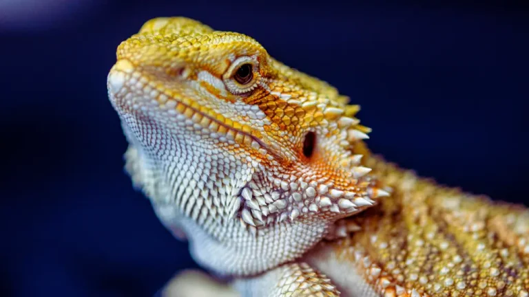 12 Common Mistakes Bearded Dragon Owners Make (and How to Avoid Them)