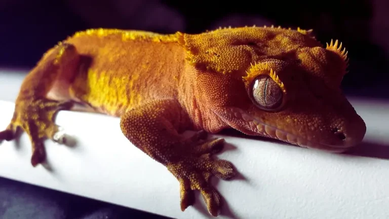 Care for Crested Gecko: Housing, Feeding, Hydration, Handling and Interaction Tips