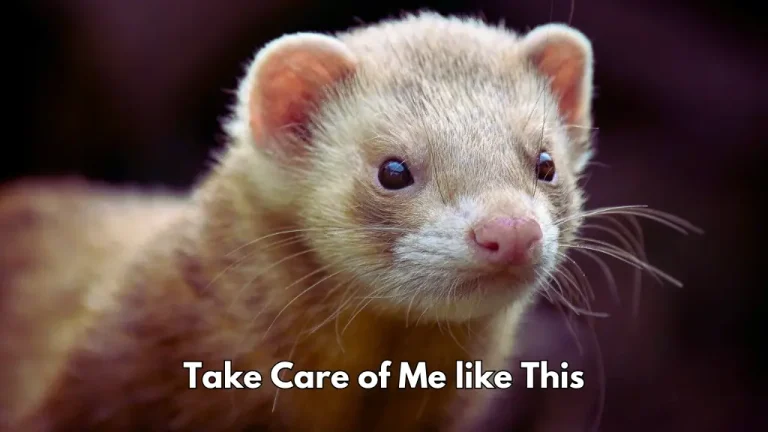Ferrets: A Comprehensive Guide to Caring for These Playful Pets