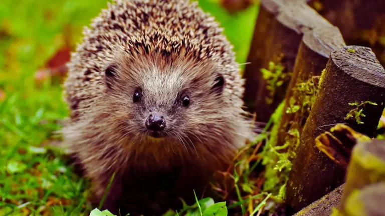 Hedgehog: Interesting Facts and Essential Conservation Tips