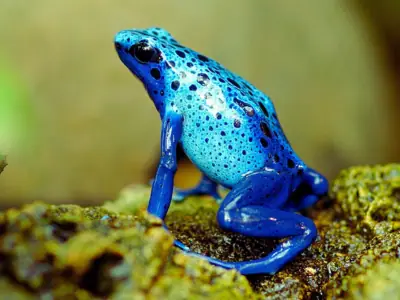 Do Tree Frogs Eat Poison Dart Frogs?