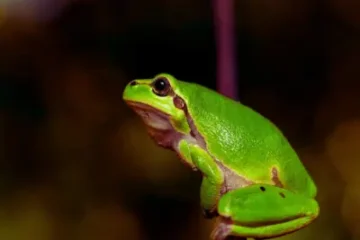 What Plants Do Tree Frogs Use