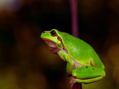 What Plants Do Tree Frogs Use