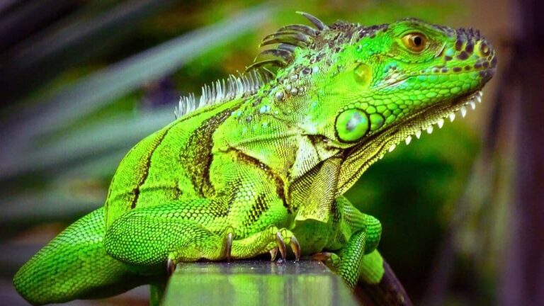 Green Iguanas in Florida: A Deadly Invader in a Beautiful State