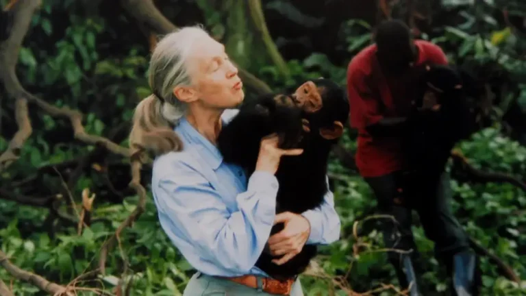 Dame Jane Goodall: The Trailblazing Primatologist Who Transformed Our Understanding of Chimpanzees